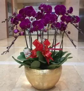 Modified Atmosphere Refrigerator for Fruits & Vegetables